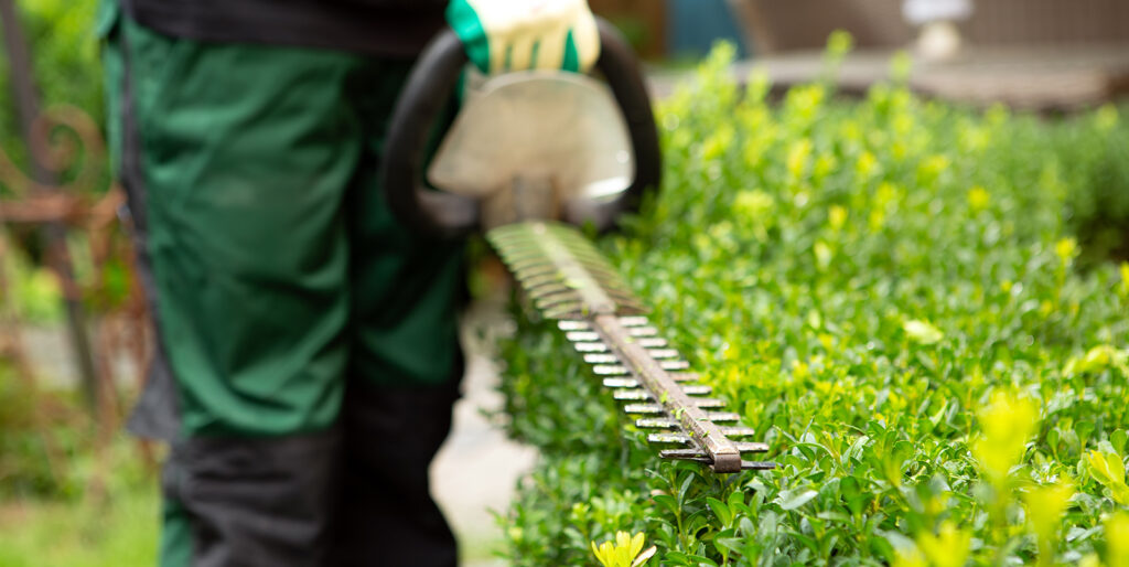 The legs and hand of a landscaper holding a hedge trimmer, trimming a hedge.